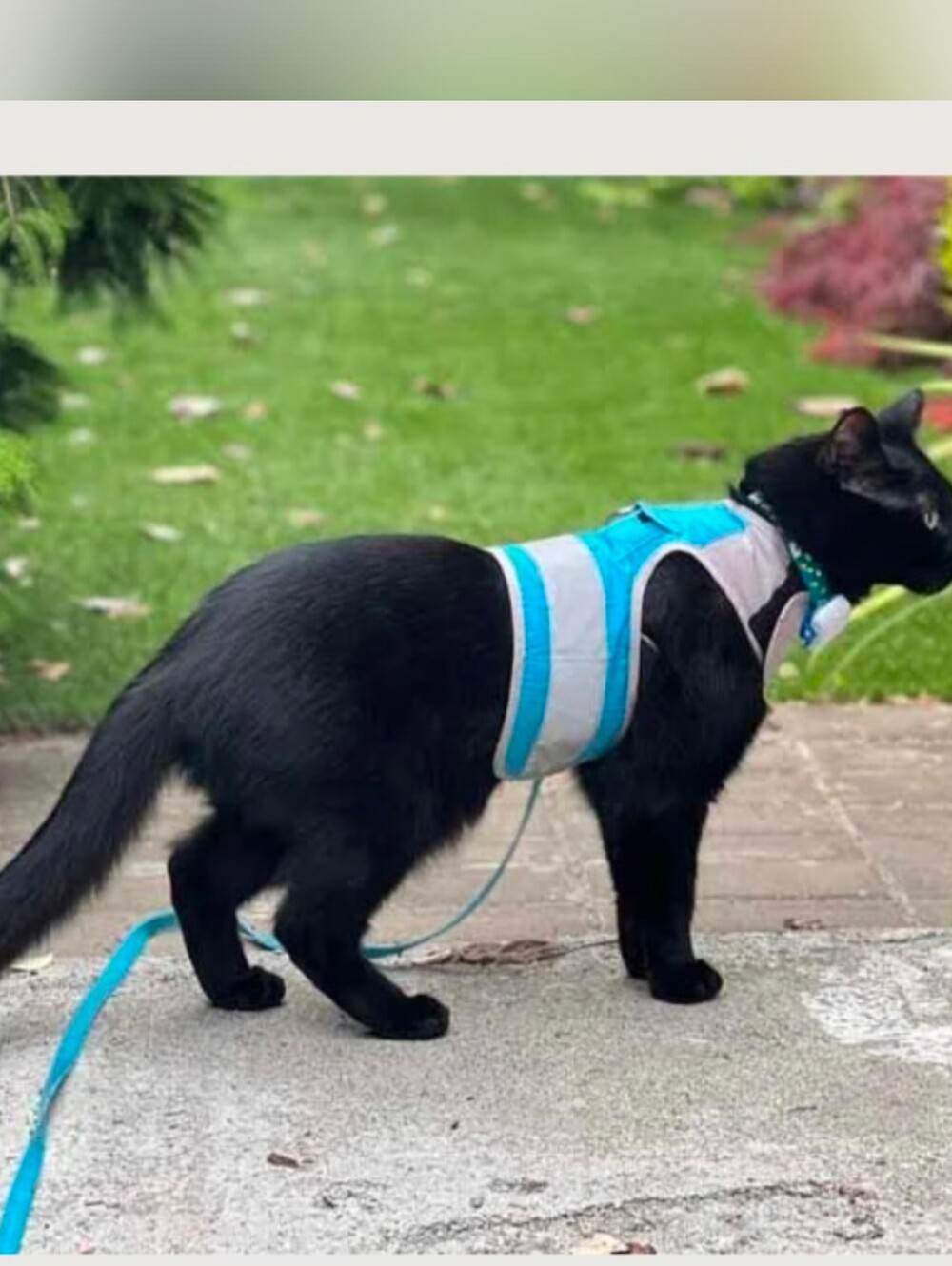 Cat School Harness Training Kit Size M/L